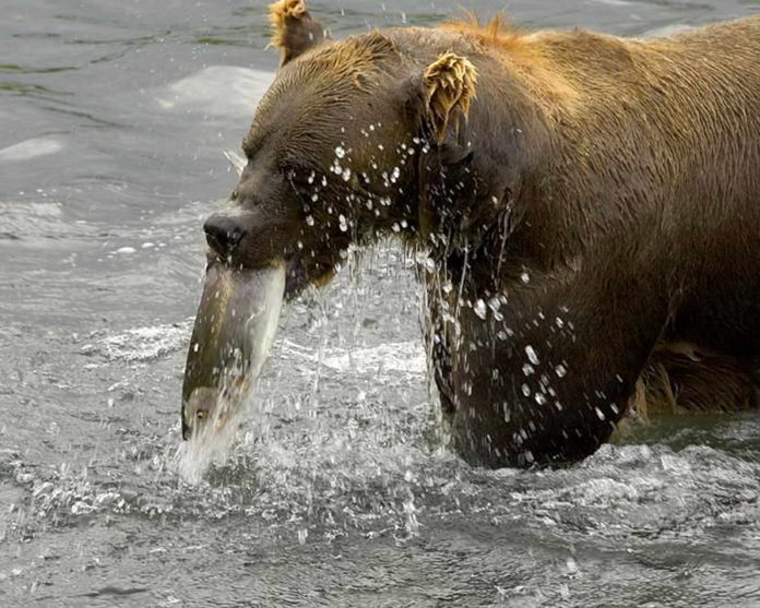 Brown Bear Eating Fish In River
