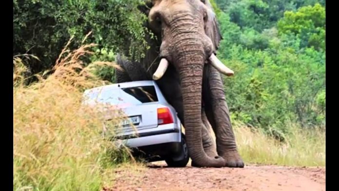 Elephant Attack - Nature
