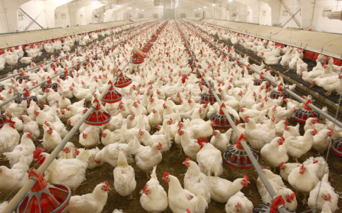 Poultry Farming India