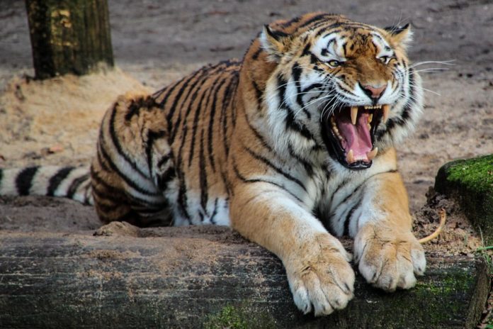Tiger - Animal Disaster India