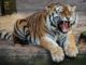 Tiger - Animal Disaster India