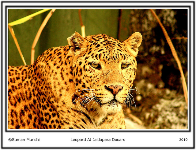 Leopard - India