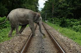 Elephants on Rail Track