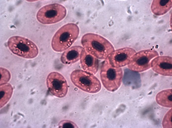 Frog red blood cells 1000X
