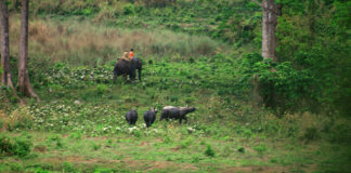 Rhino in West Bengal By Suman Munshi