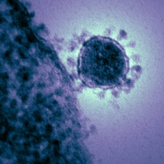 Novel Corona Virus