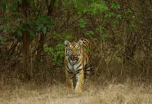 Tigers of Tipeshwer WLS By Uday Krishna Peddireddi