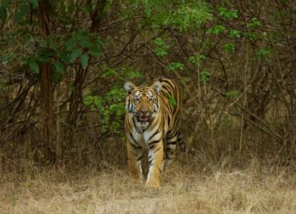 Tigers of Tipeshwer WLS By Uday Krishna Peddireddi