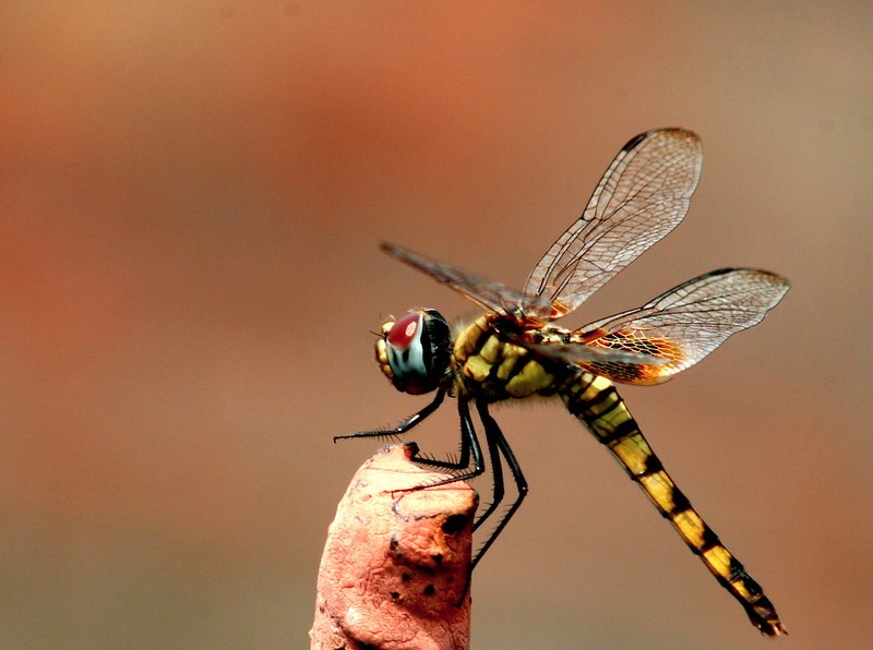 Flying Dragon - By Suman Munshi