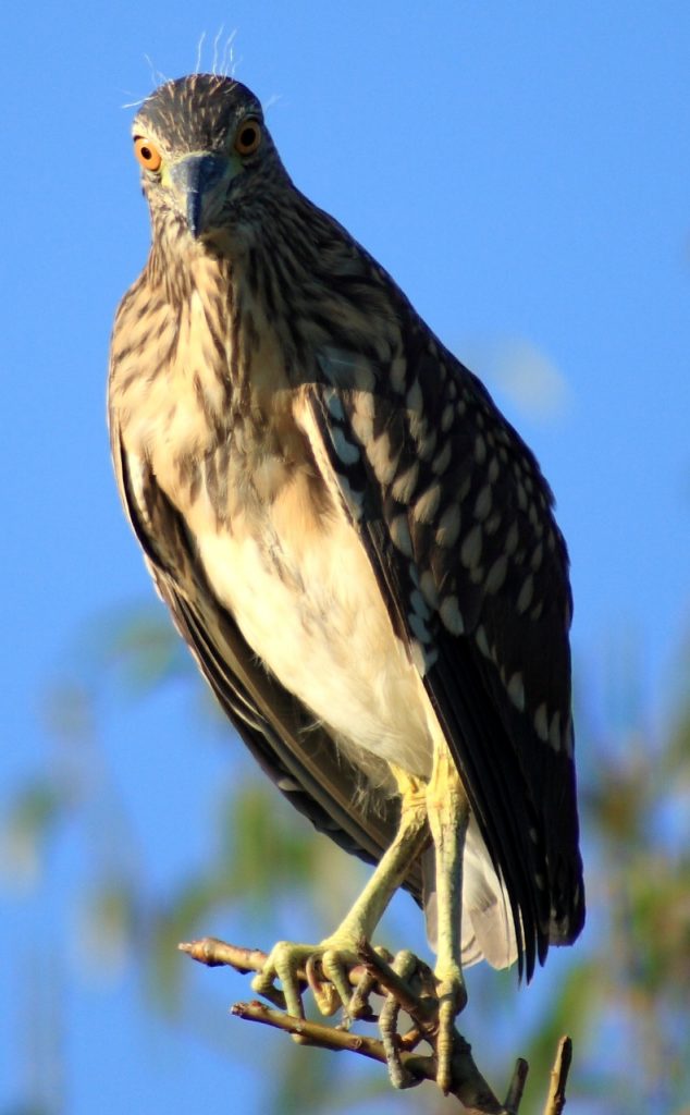 Watchful Eyes by Suman Munshi