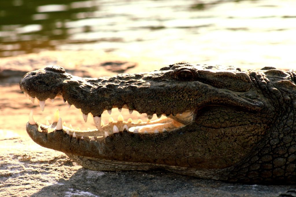 Mighty Jaws by Suman Munshi