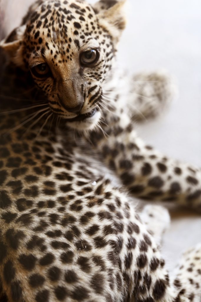 Arabian Leopard Baby